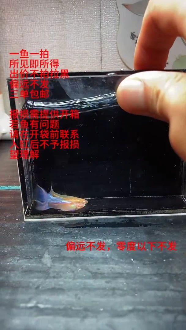 孔雀鱼孔雀鱼 09