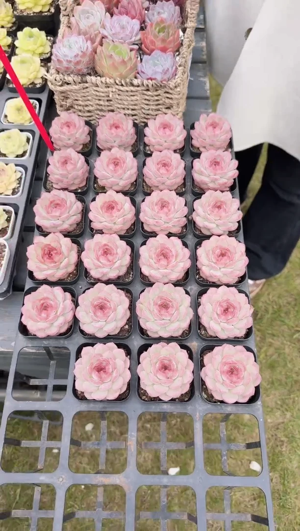 东云多肉园新款-178(其中一棵）