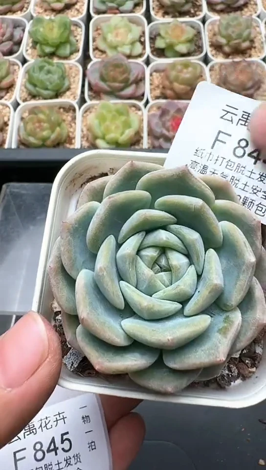 844F云禹多肉植物 默认脱土纸巾打包 3颗包邮