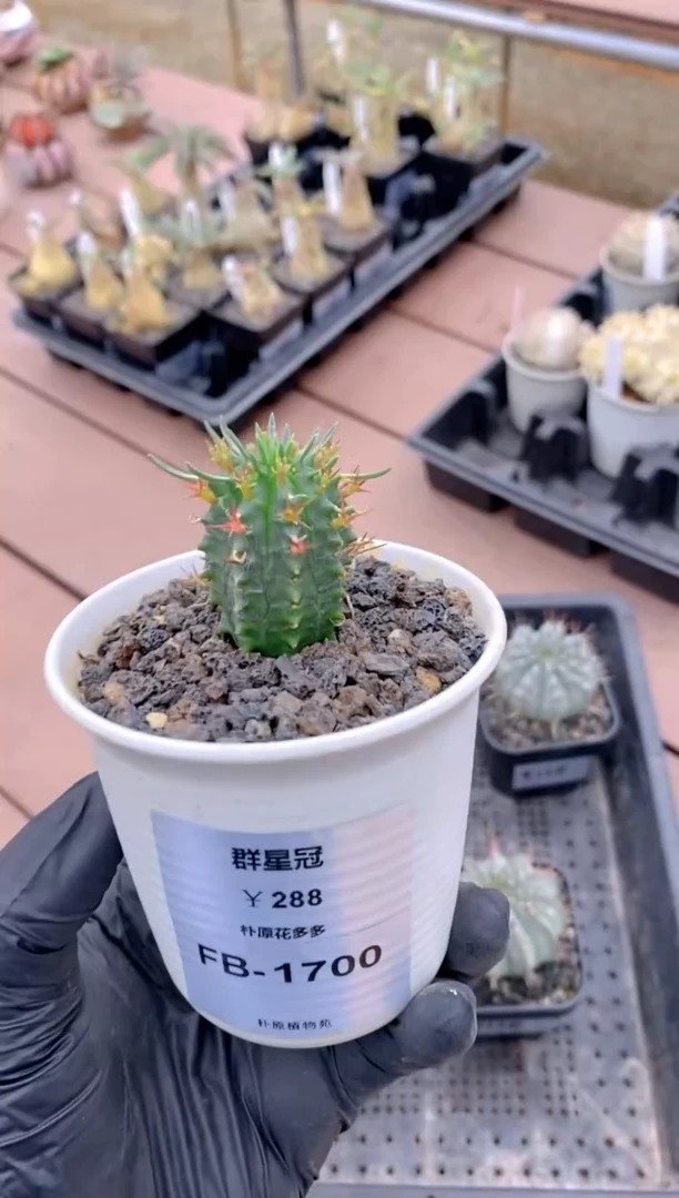 【闪购商品】群星冠FB-1700