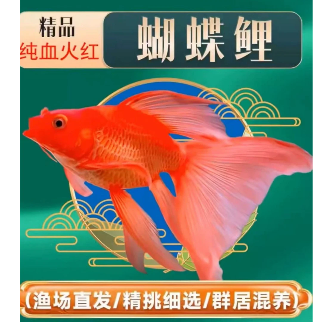 【红色】11-17cm红球红短球体短身蝴蝶鲤鱼好养饲养混养顺丰包邮