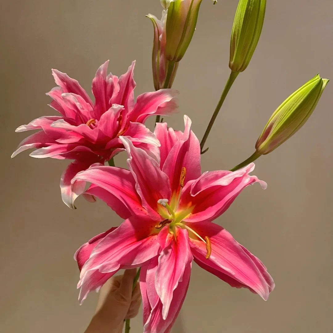 【源头优选】艾琳娜重瓣百合 任意2单鲜花包邮 发货后不支持退款