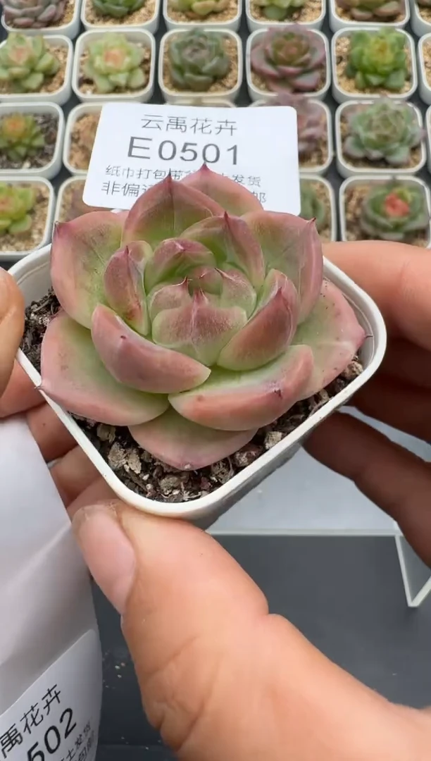 501E云禹多肉植物 带盆土纸巾打包 3颗包邮