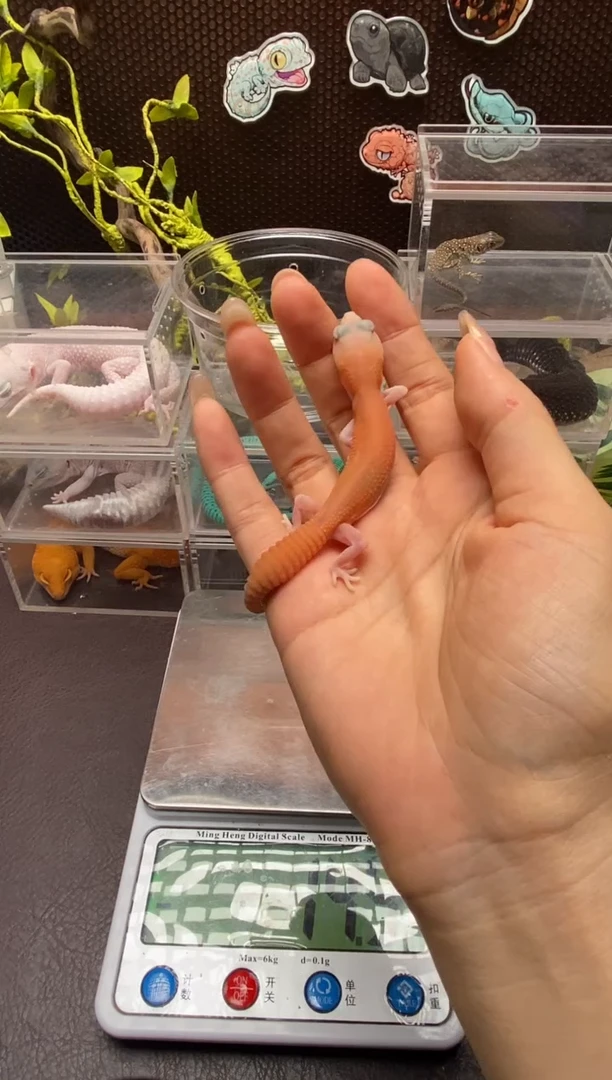 肥尾守宫鳞与尾 Scale Tail 爬宠橘无