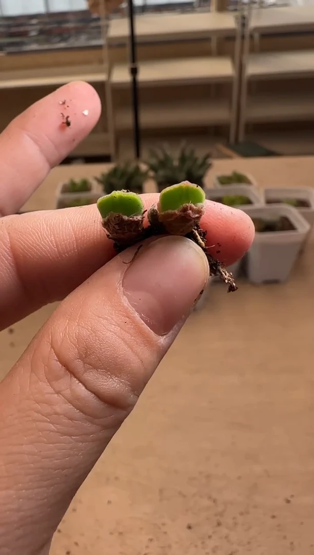 【闪购商品】14-110