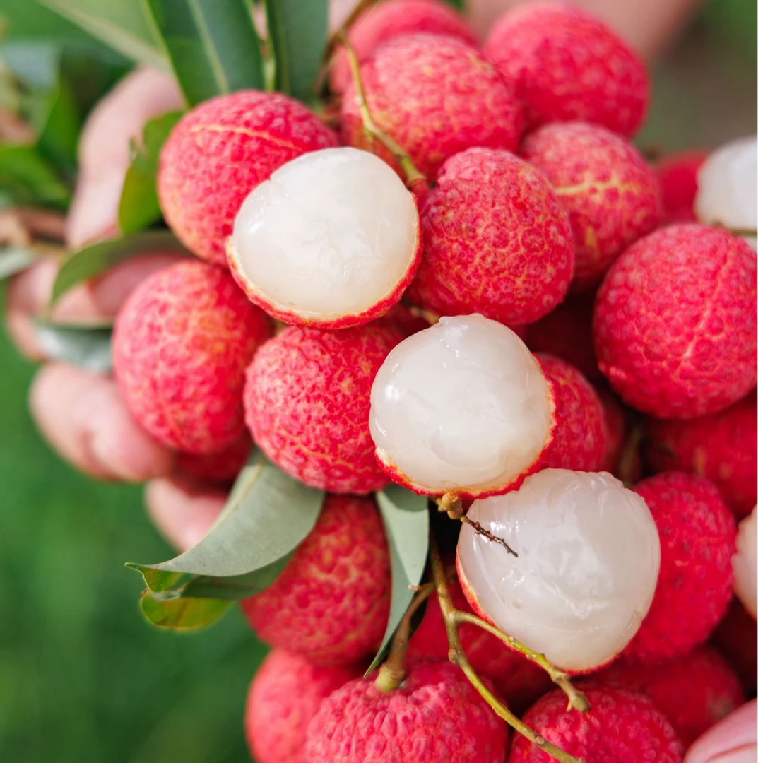 御金球荔枝果肉嫩如果冻 甜度高蜜香味十足冷藏后口感更赞顺丰