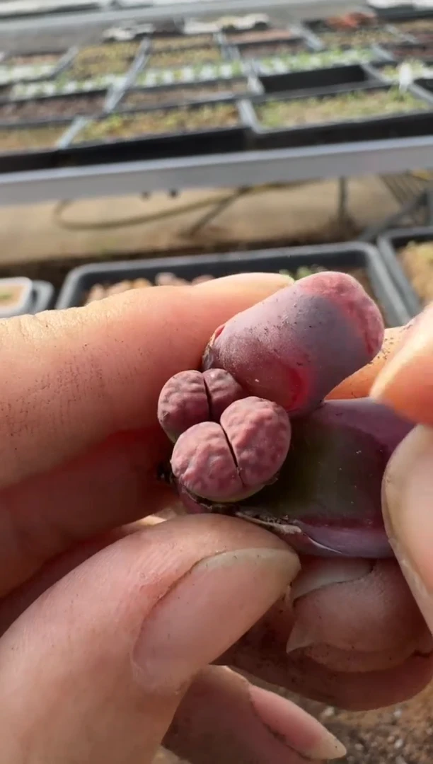 【闪购商品】7-307