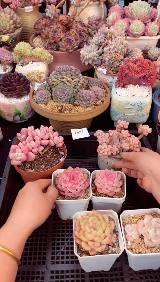 【闪购商品】7632洛神 鱼子酱冰魄2个冰露冰玉多肉