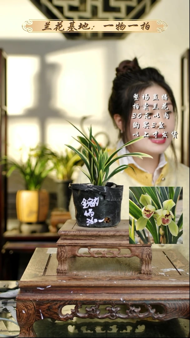 完全开放金冠荷4苗