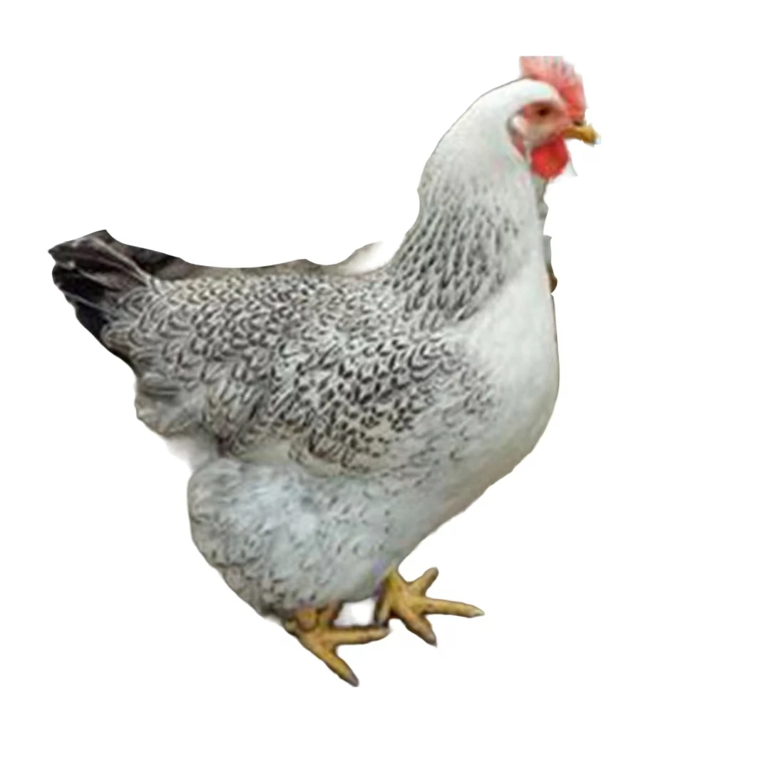 白芦花整鸡肉质鲜美10只