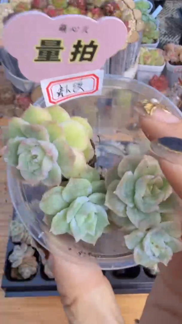 虾饺/大  单双混 3颗量拍混发 满9.9包邮