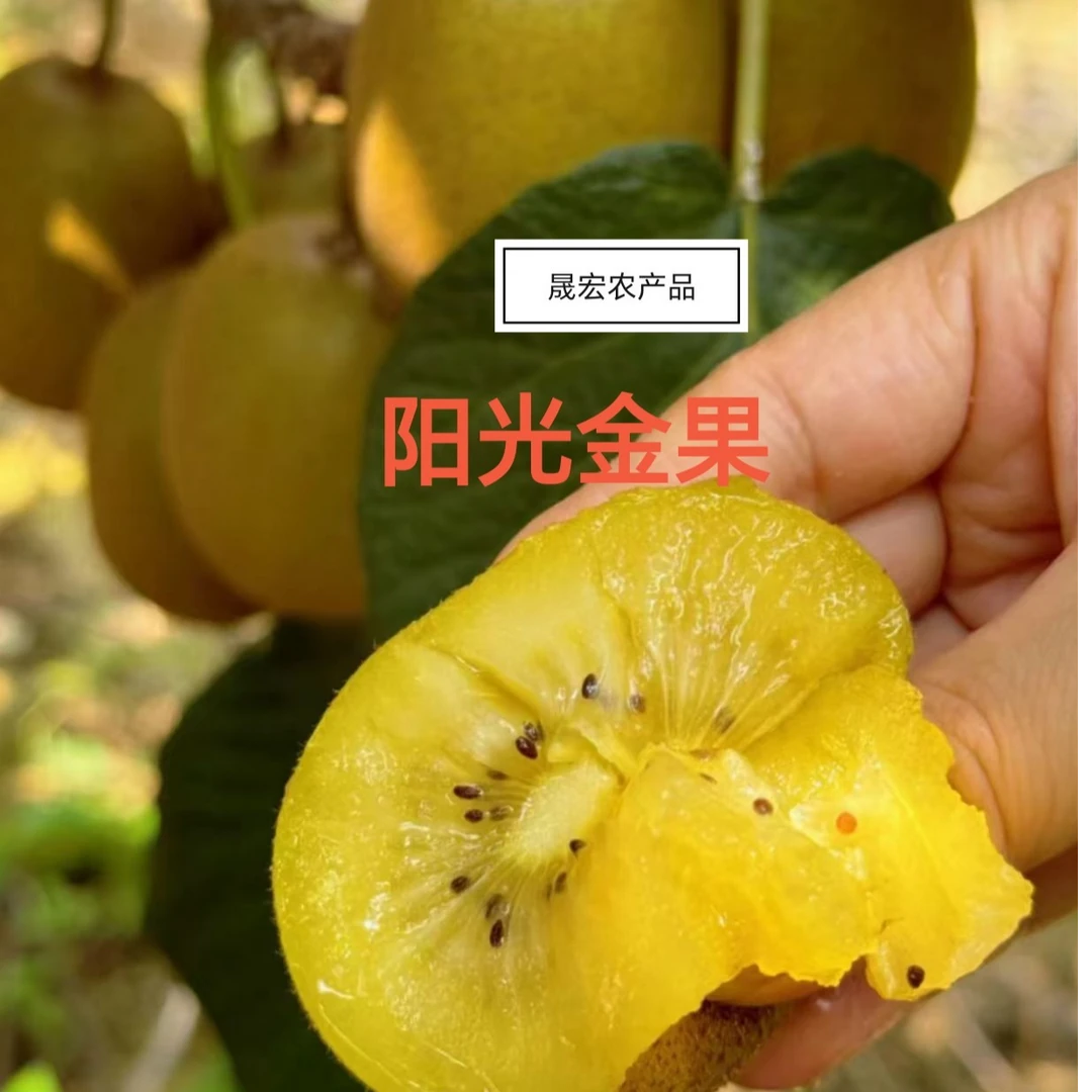 奇异果黄心猕猴桃嫁接苗