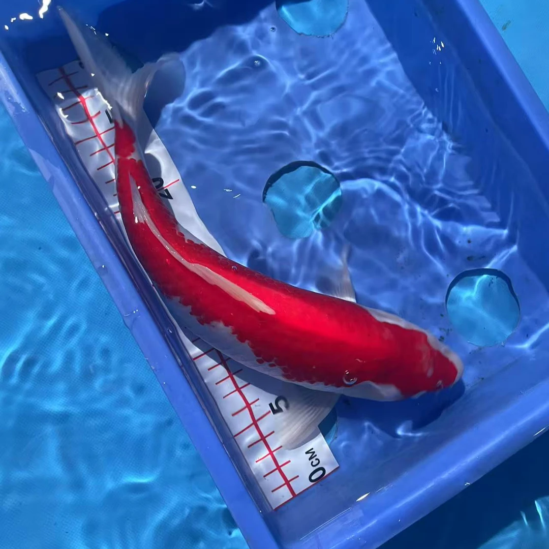 血统锦鲤鱼丹顶红鸿运当头冷水鱼