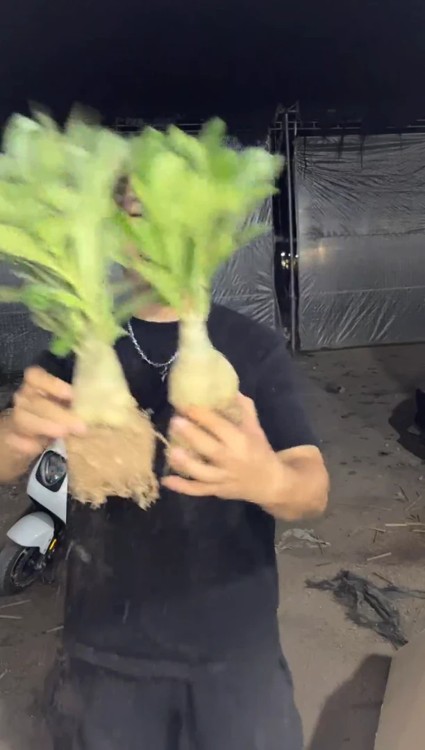 2颗 沙漠玫瑰【带根】不指定带花苞