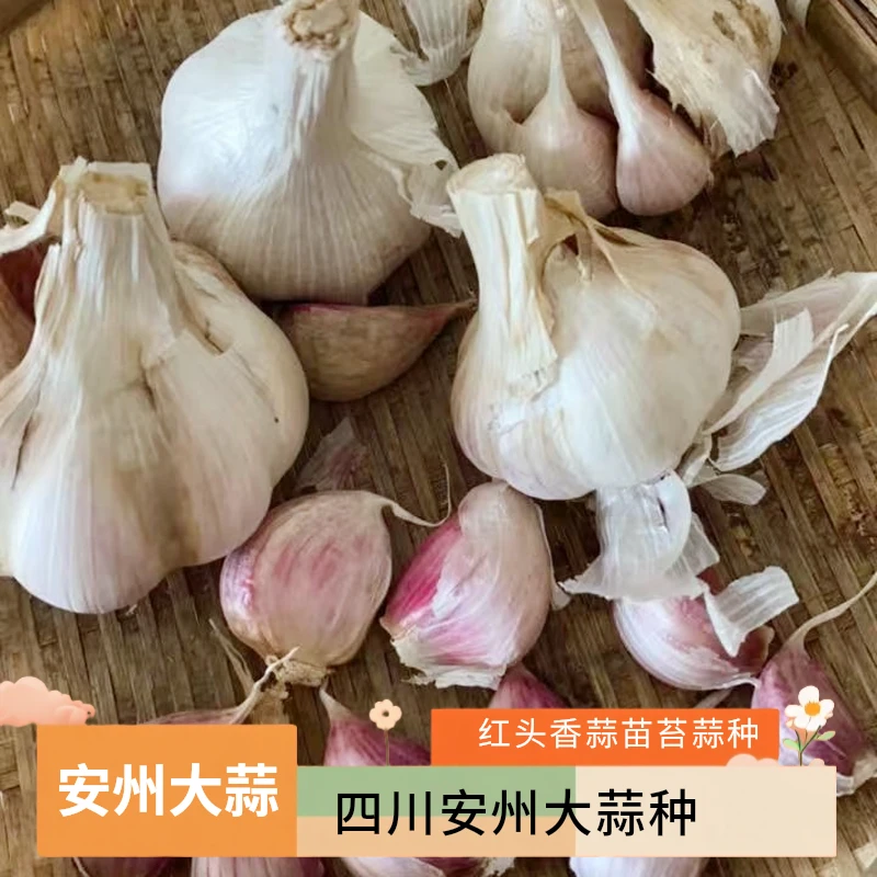 四川绵阳安州本地农家紫皮大蒜灰叶子苔蒜三月出苔可食用1-100斤