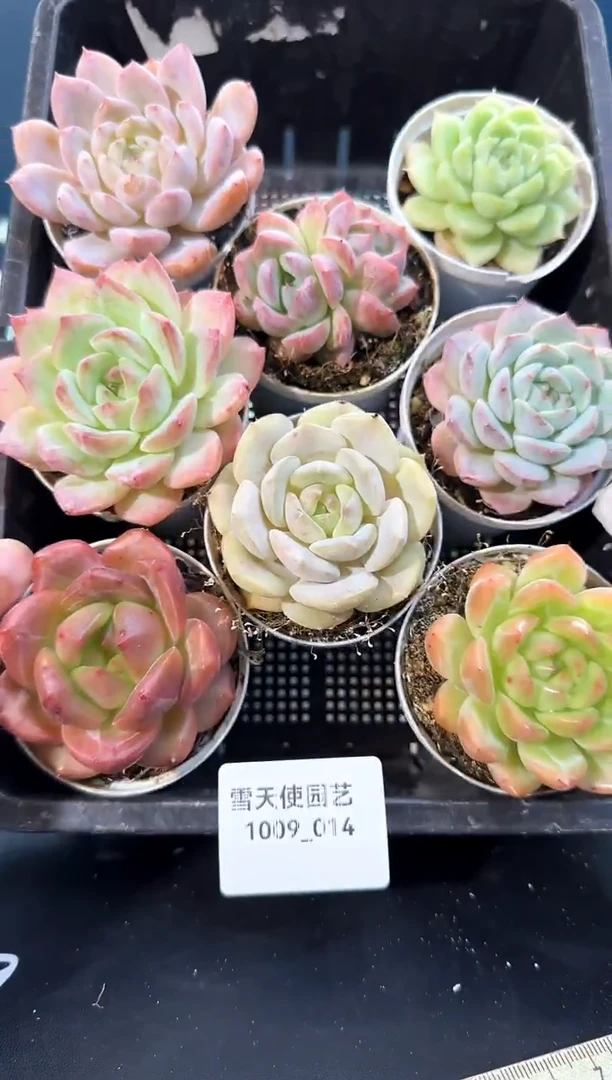 1009-014   多肉8颗
