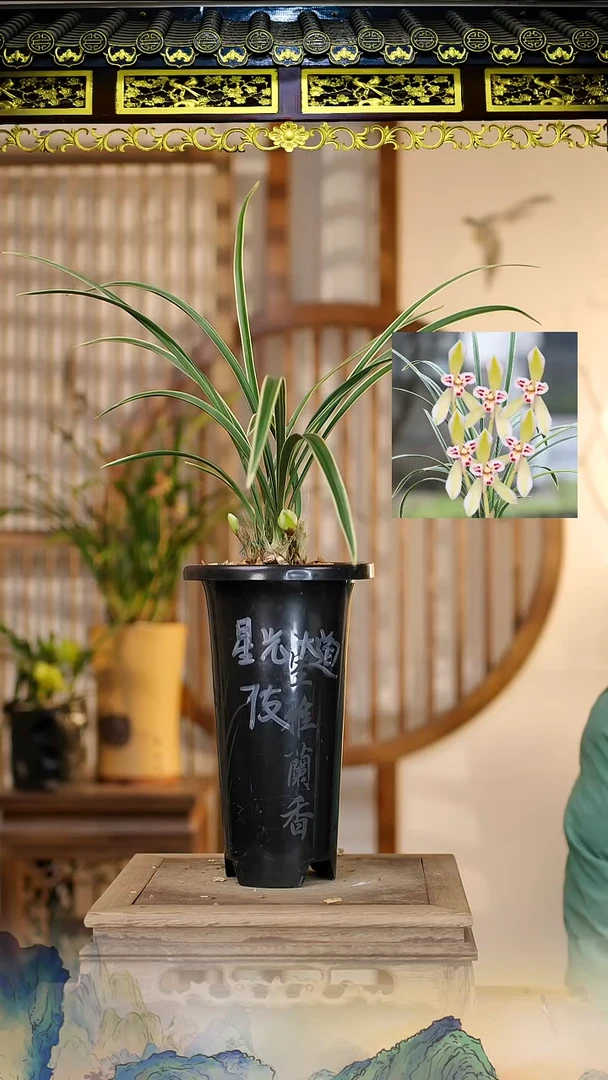 全部花苞星光大道7花