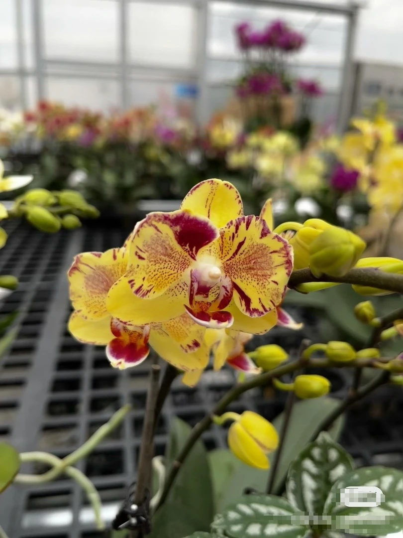 【3花剑金凤凰】金凤凰稀有品种 变异闪电边蝴蝶兰