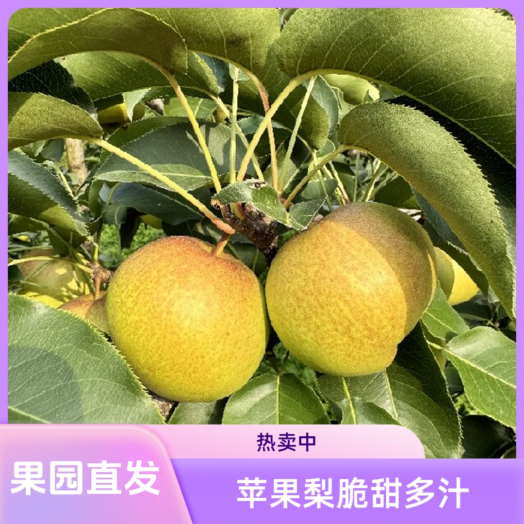 【精品苹果梨】东北特产【脆甜多汁】