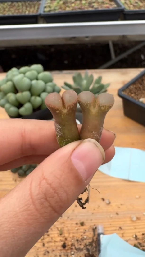 【闪购商品】24-54.小耳垂