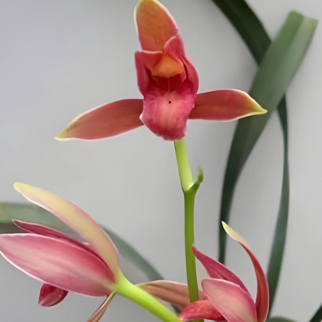 建兰红福素兰花好养易活