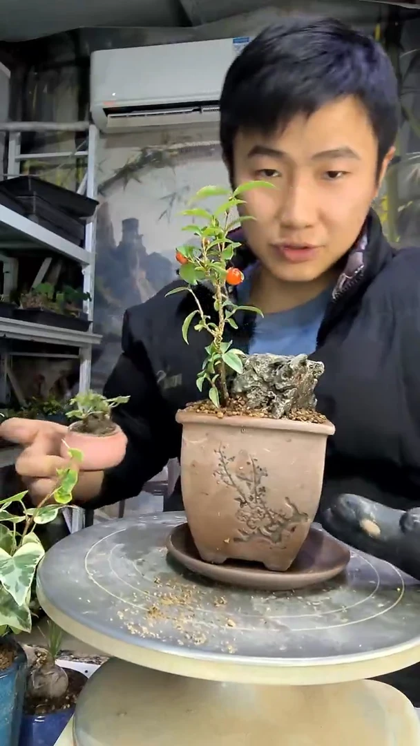 简*单中青园艺一物一拍花208