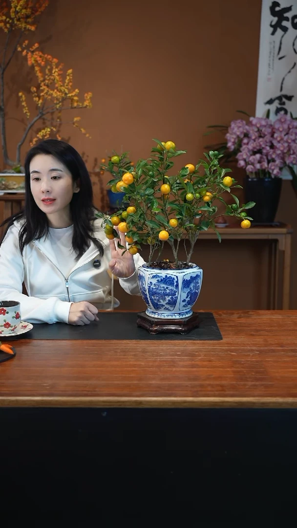全部花朵小金橘盆景盆景