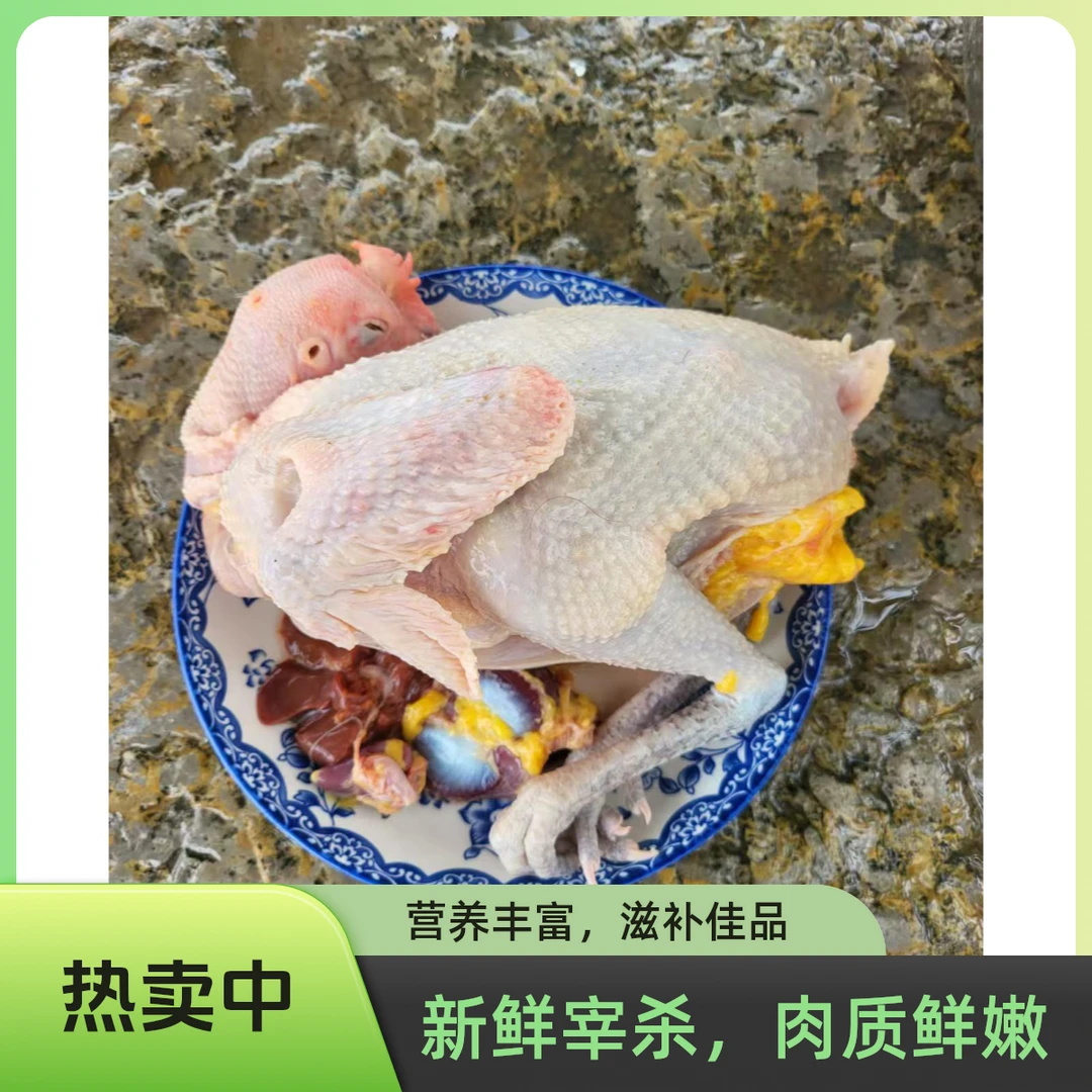 松林放养跑山鸡、本地土鸡母鸡、二年母鸡烧烤食材