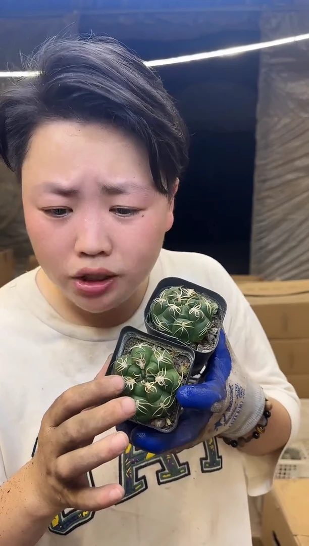 方杯实生高木海王2颗9.99