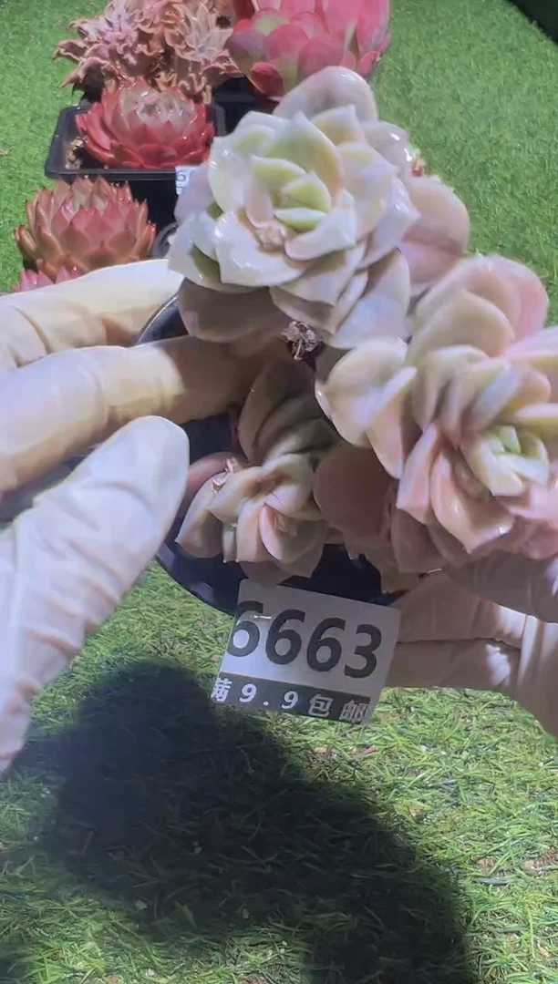 【闪购商品】信福多肉一物一拍