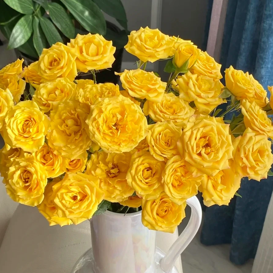 【梦幻芭比泡泡】高等级玫瑰/全场1单送货上门（2单升级顺丰包邮）