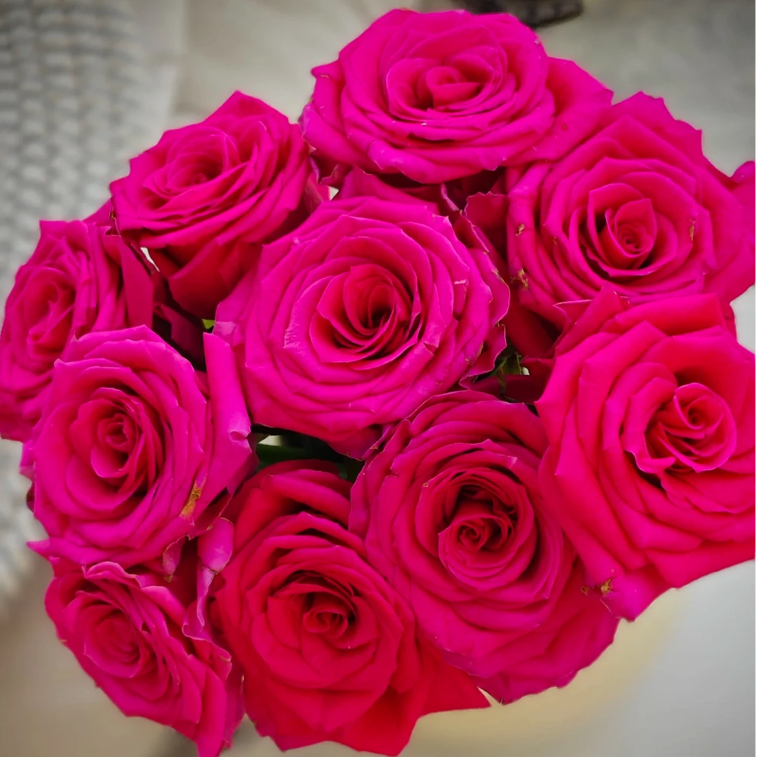 热点玫瑰家养鲜花云南基地直发-任意两单包邮