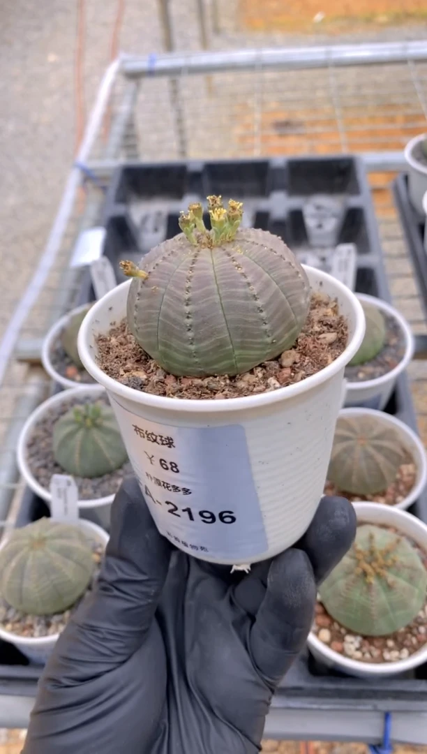【闪购商品】布纹球FA-2196