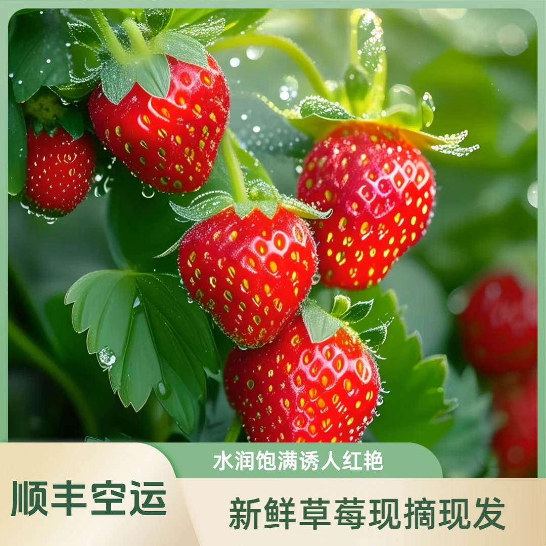 【顺丰空运】云南高原露天奶油草莓现摘现发1.2斤