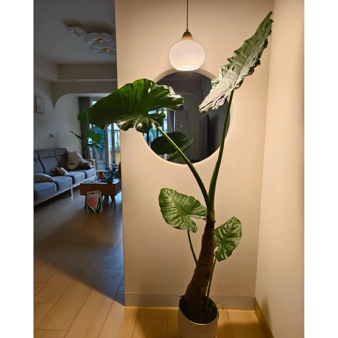 【一物一拍】大型绿植滴水观音原盆原土，室内阳台好养易活