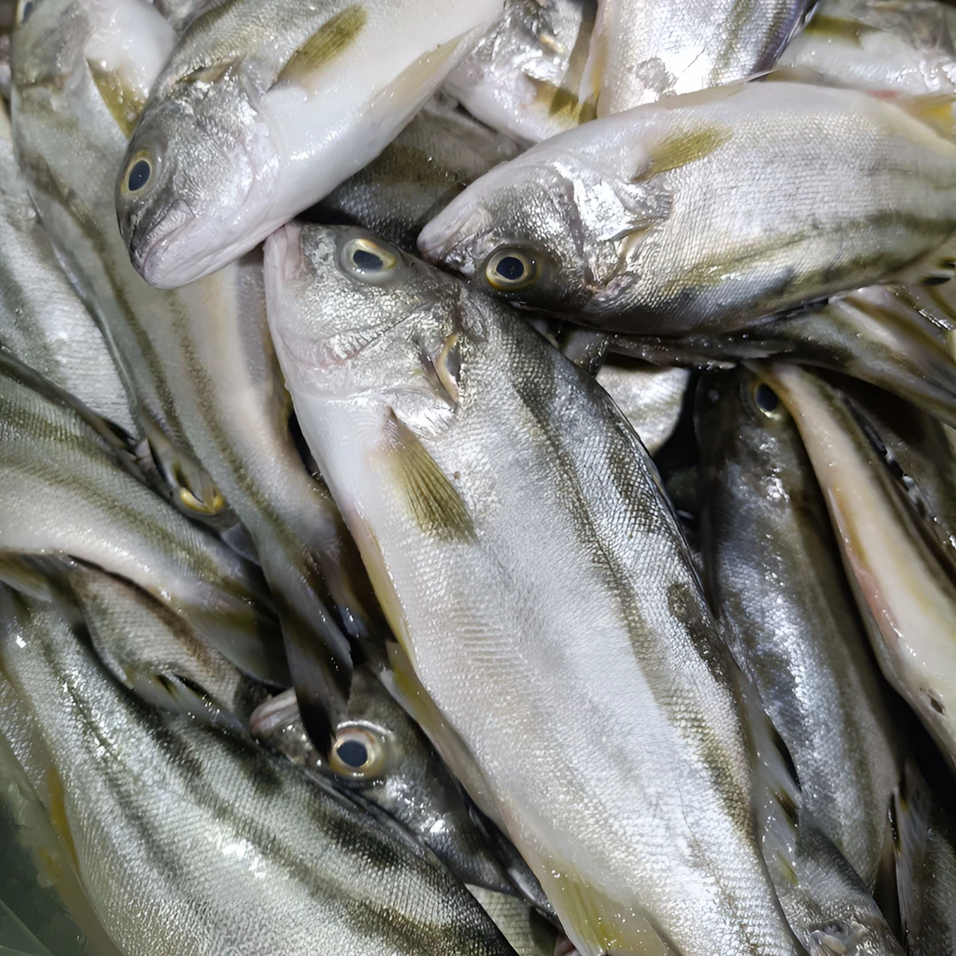 野生海捕斑猪鱼新鲜煮汤海鱼