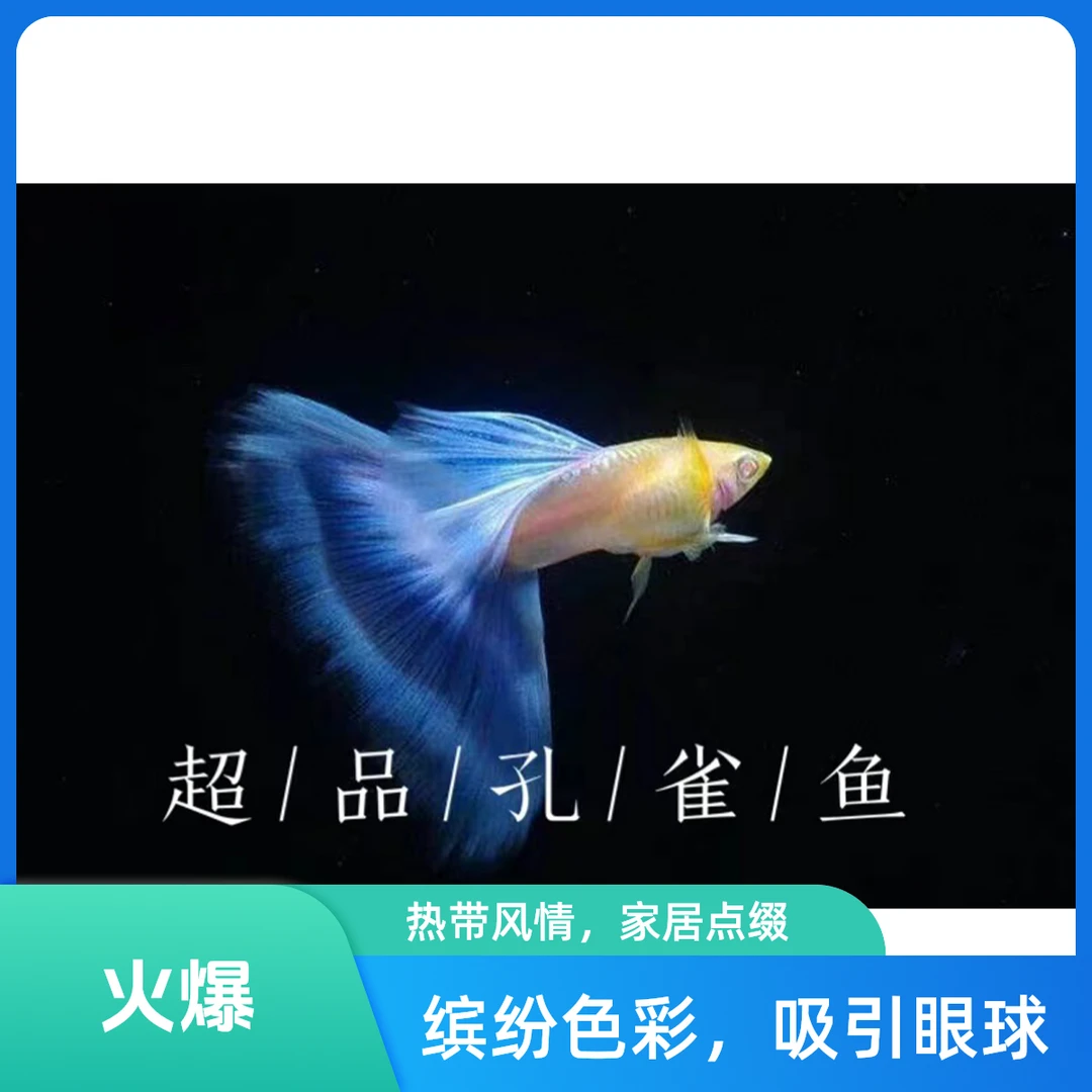 蓝白欧翼空去约 天空蓝孔雀鱼 蓝白大C孔雀鱼 蓝白绣球孔雀鱼