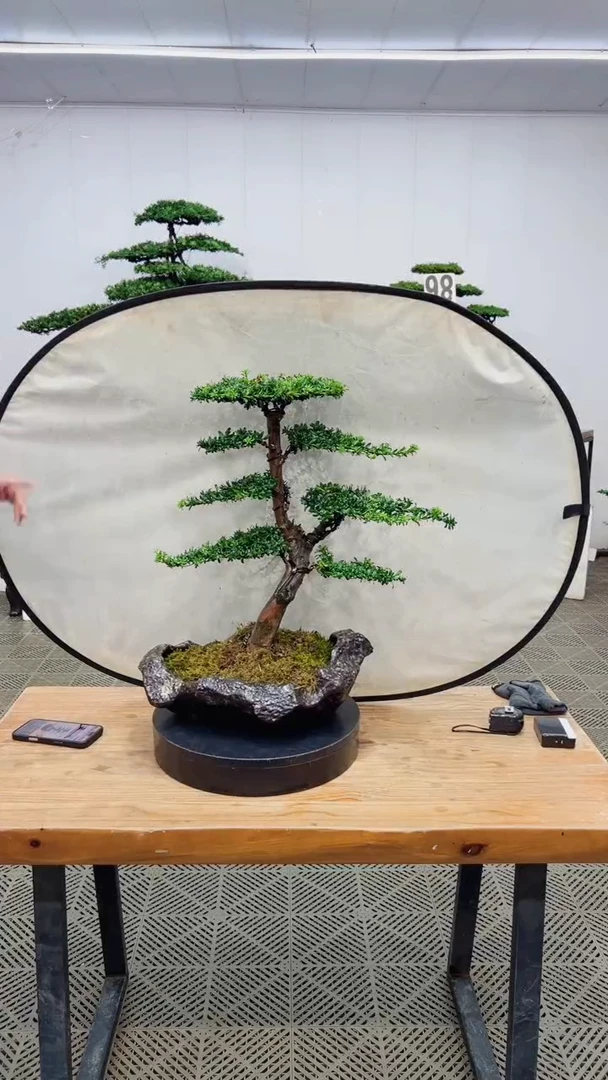 无花朵造型盆景 一物一拍