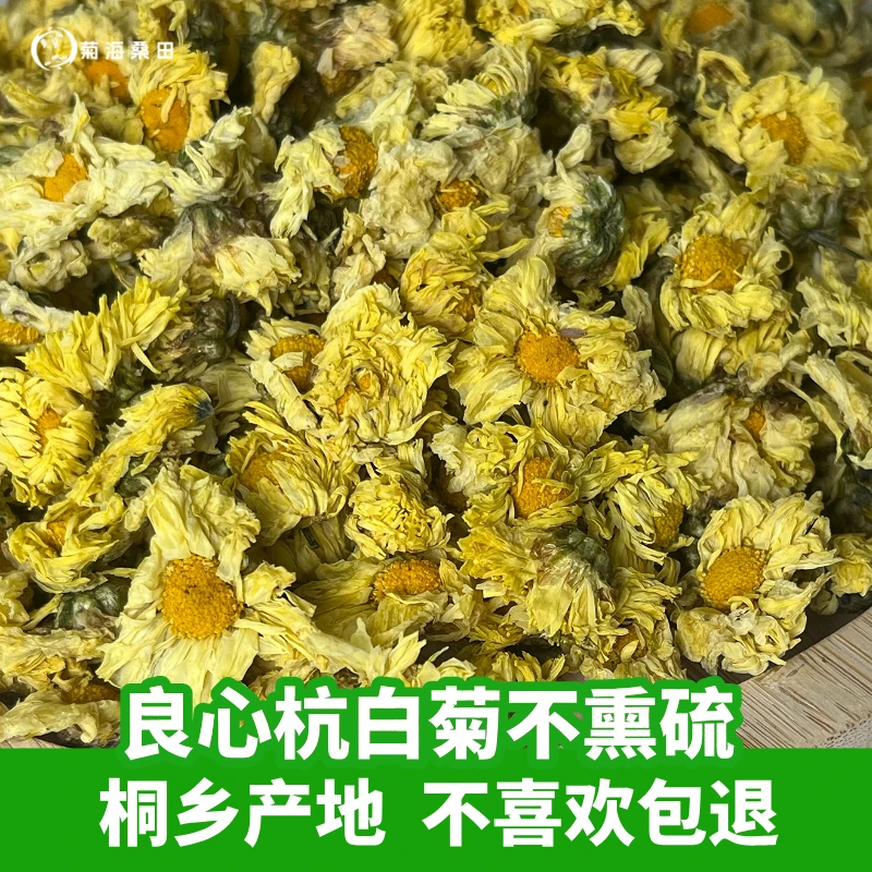 菊花茶正宗桐乡白菊朵花特产级桐乡原产地直发杭白菊花茶泡水