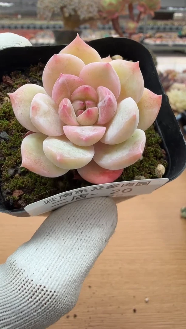 东云多肉园二店-20