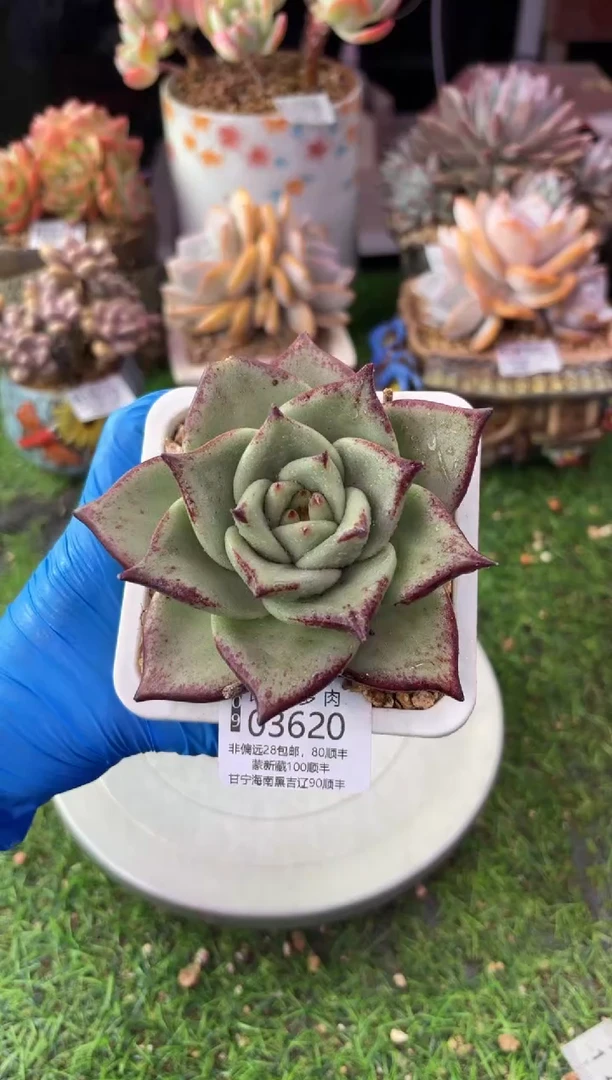 昆明印象多肉03620
