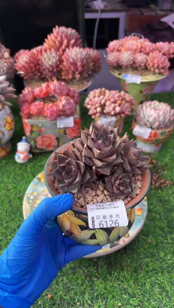 昆明印象多肉6126