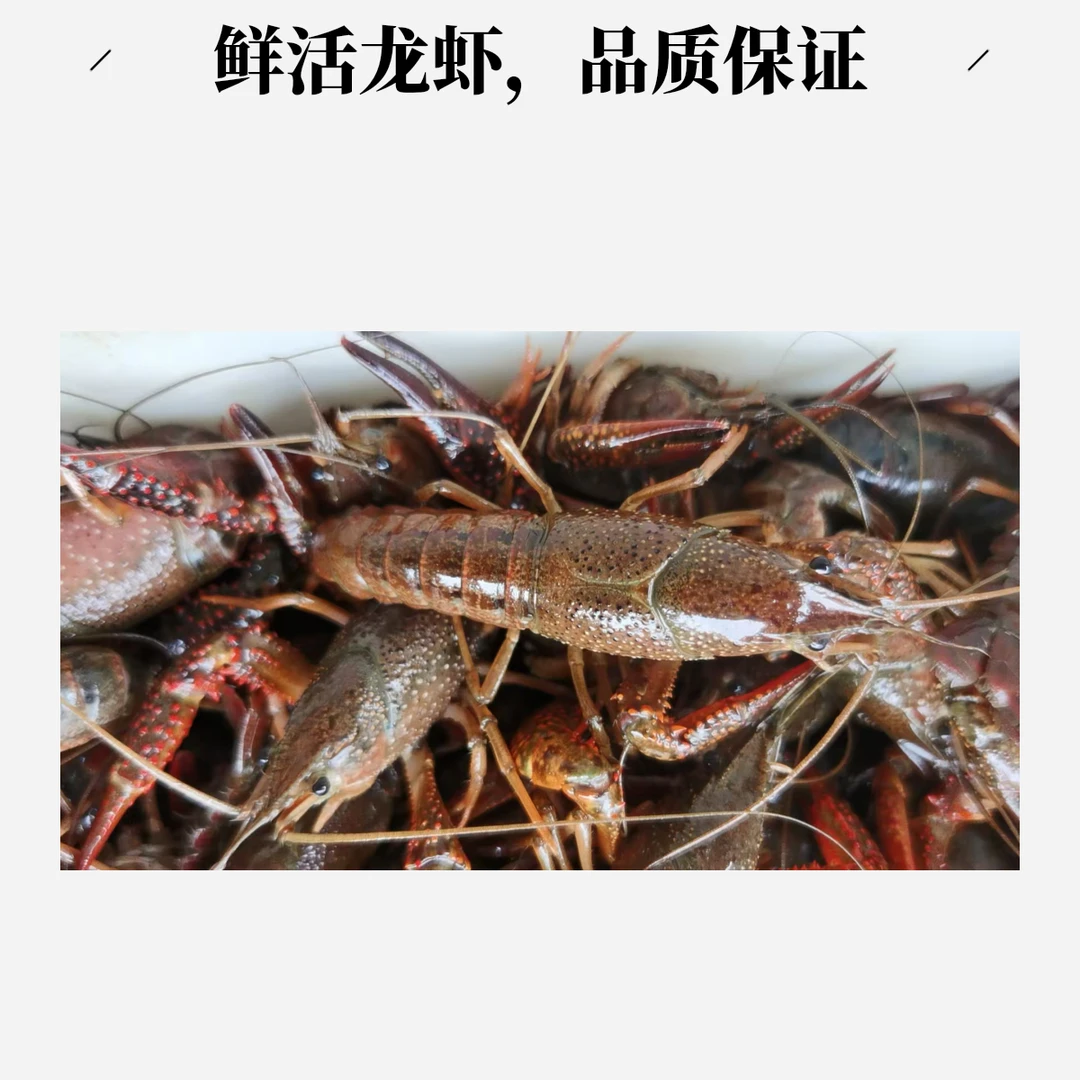 满肉鲜活小龙虾（中虾一斤）需要剪头清洗请备注，没有备注默认生猛发货