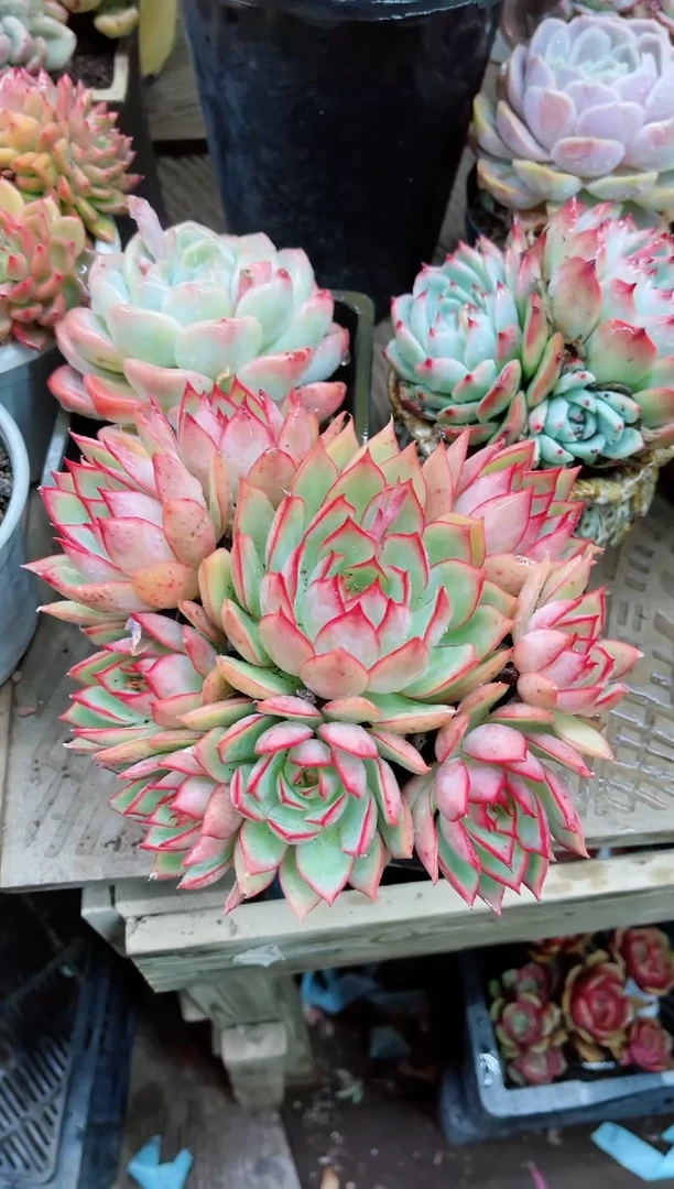 【闪购商品】20044