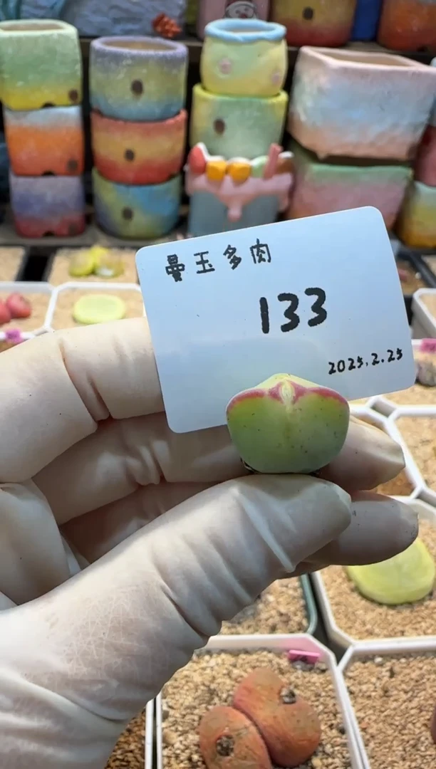 【闪购商品】25.2.25-133