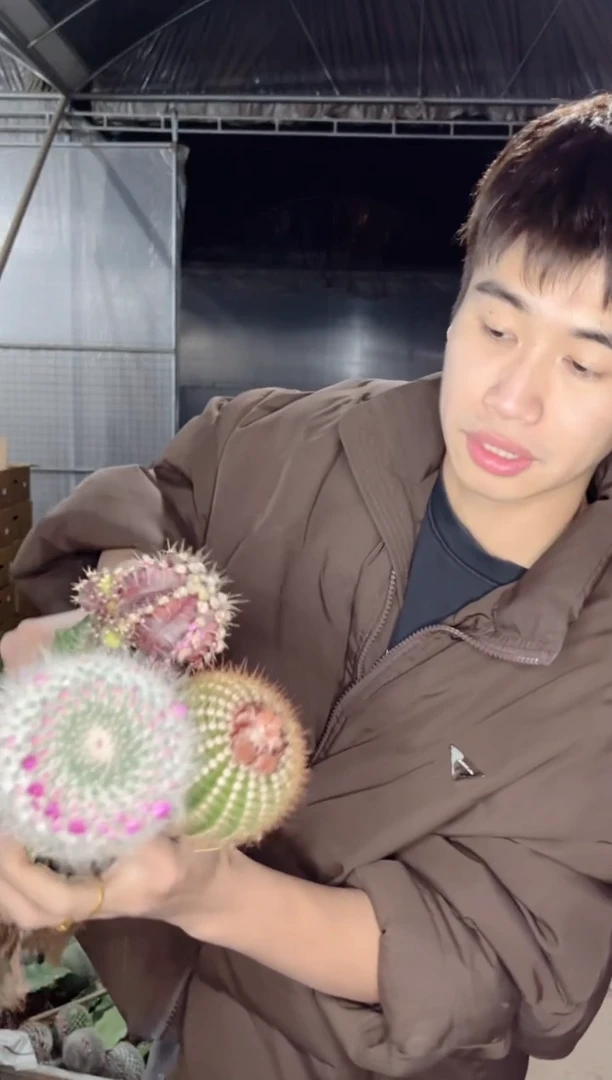 【闪购商品】南国玉+玉翁+紫牡丹「嫁接」