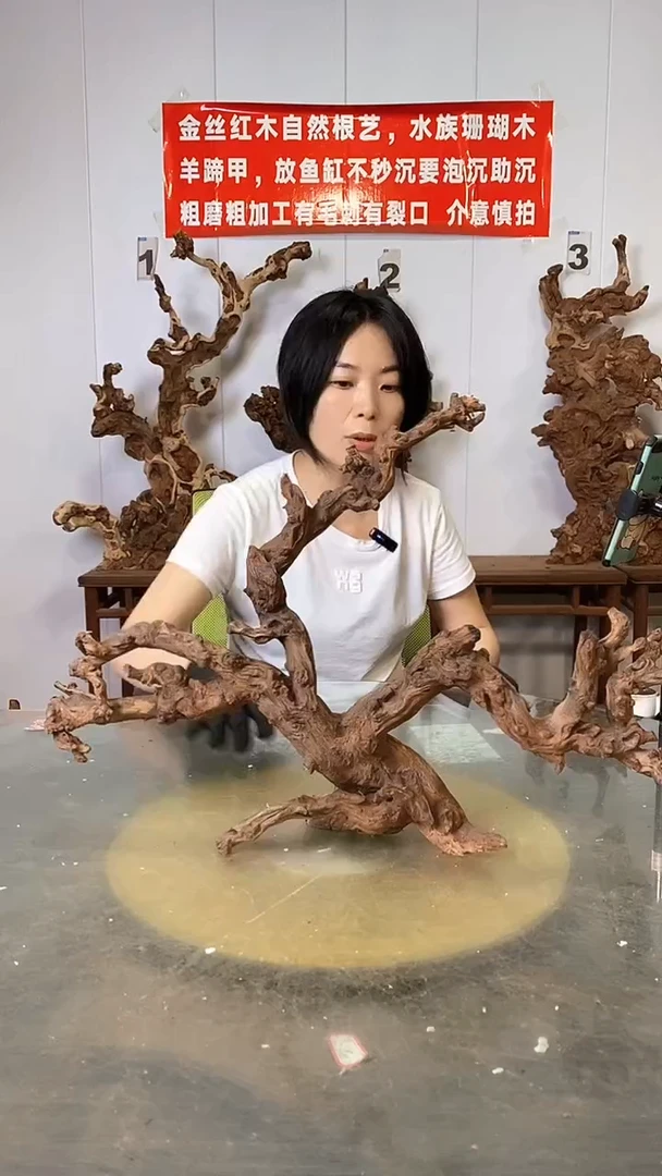 香榧木金丝红木  羊蹄甲