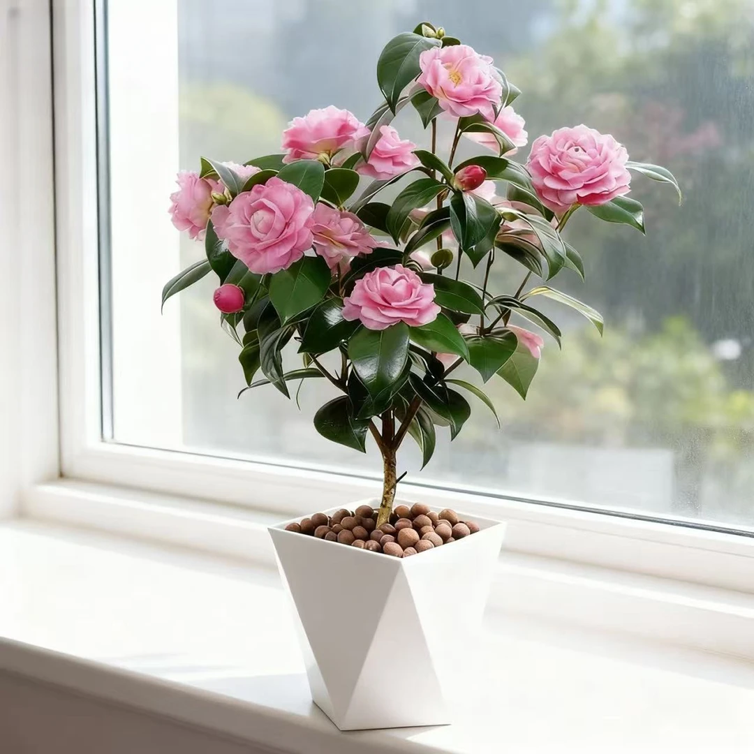 带花苞浓香型香妃茶花盆栽好养易活室内外冬季耐寒花卉开花植物