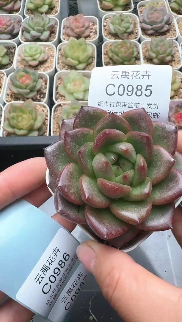 985C云禹多肉植物 带盆土纸巾打包 3颗包邮