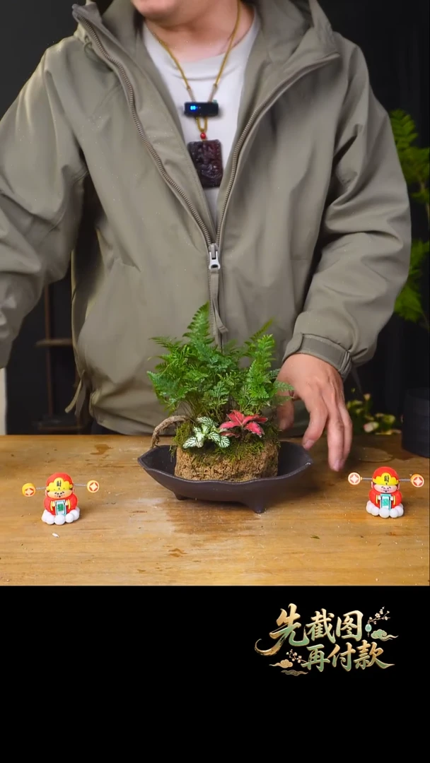 石云社一物一拍组合盆栽18